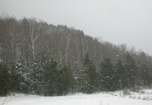 Snowy day
